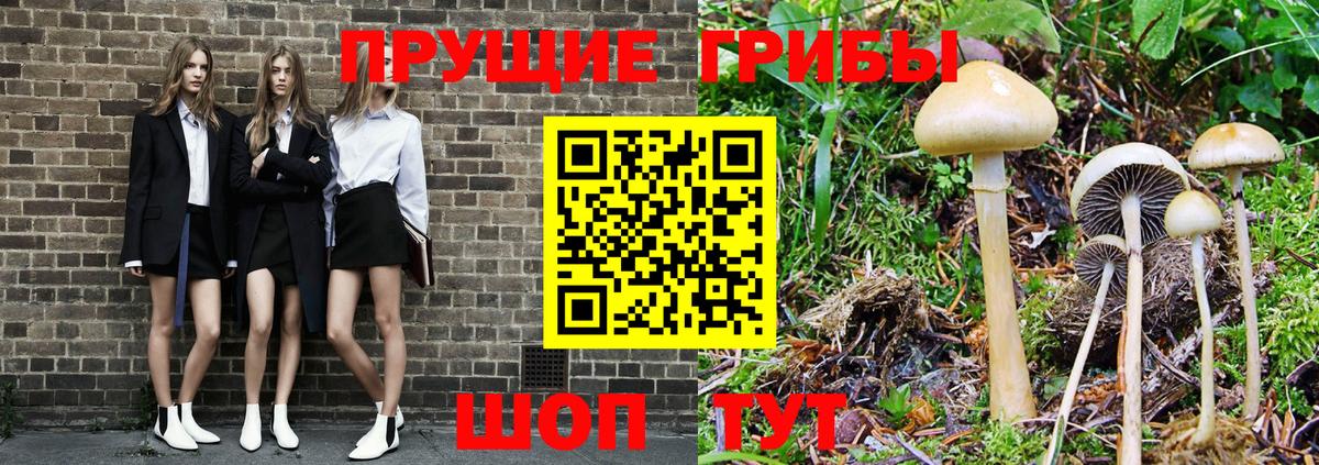 Псилоцибиновые грибы Psilocybine cubensis Калуга